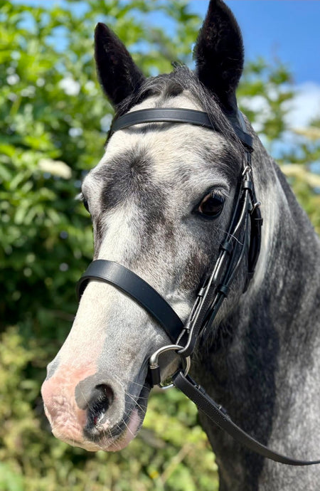 Flat Hunter Bridle & Rubber Reins M&M/Native/Shetland/Cob/Show - All Sizes