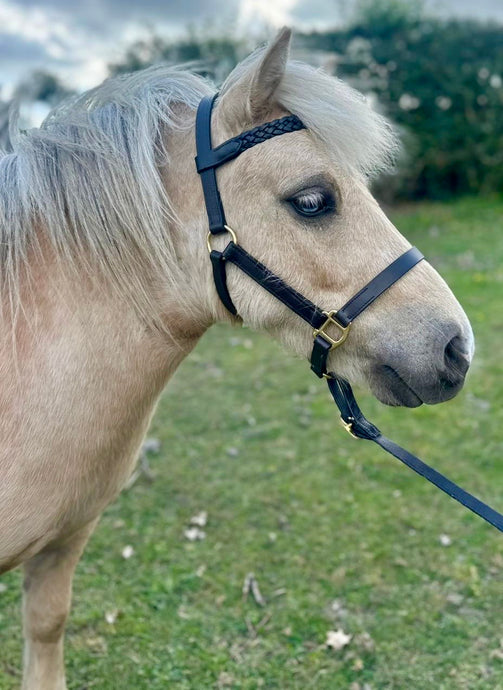 Shetland Leather Inhand Headcollar -Plaited Browband- Brown/Brass Fittings