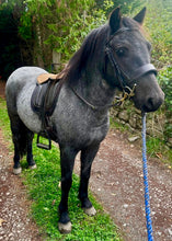 Load image into Gallery viewer, Wide Padded Chunky Hunter Bridle with Plaited Reins &amp; Browband