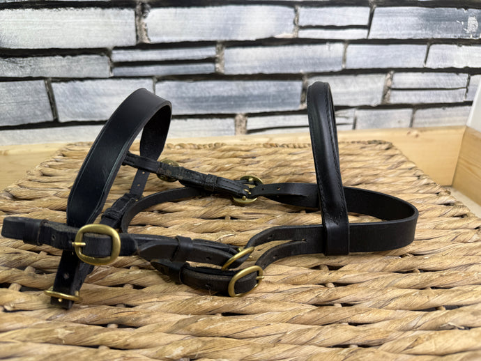 S/H In hand Flat Showing Bridle -Black/Brass- Mini Shetland
