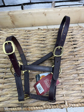 Load image into Gallery viewer, S/H Brown &amp; Brass Shires Leather Headcollar - Large Foal