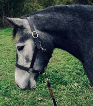 Load image into Gallery viewer, Plain Leather Clip Headcollar -Mini-Foal-Shetland/Pony/Cob/Full/XF-XXF/Draft - Travel/Shows/Turnout