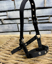 Load image into Gallery viewer, Mini Shetland Foal Headcollar - Tiny - Black/Navy Silver Fittings