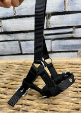 Load image into Gallery viewer, Mini Shetland Foal Headcollar - Tiny - Black/Navy Silver Fittings