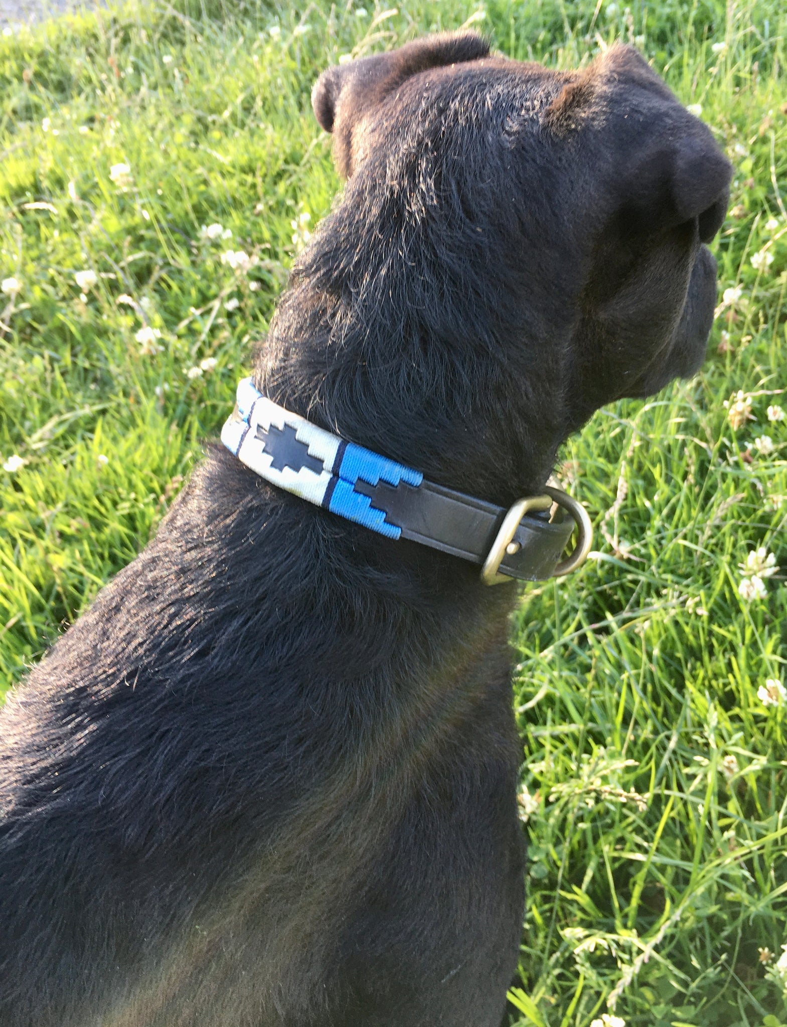 Polo Leather Dog Collars All Sizes Aberwiel Saddlery