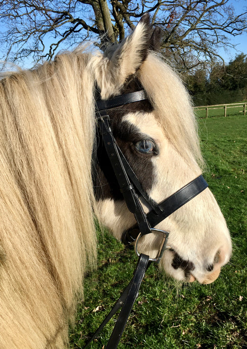 Flat Hunter Bridle & Rubber Reins M&M/Native/Shetland/Cob/Show - All Sizes