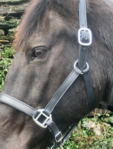 Black Padded Leather Headcollar -Small Pony/Cob/Full/XF- Travel/Shows/Turnout