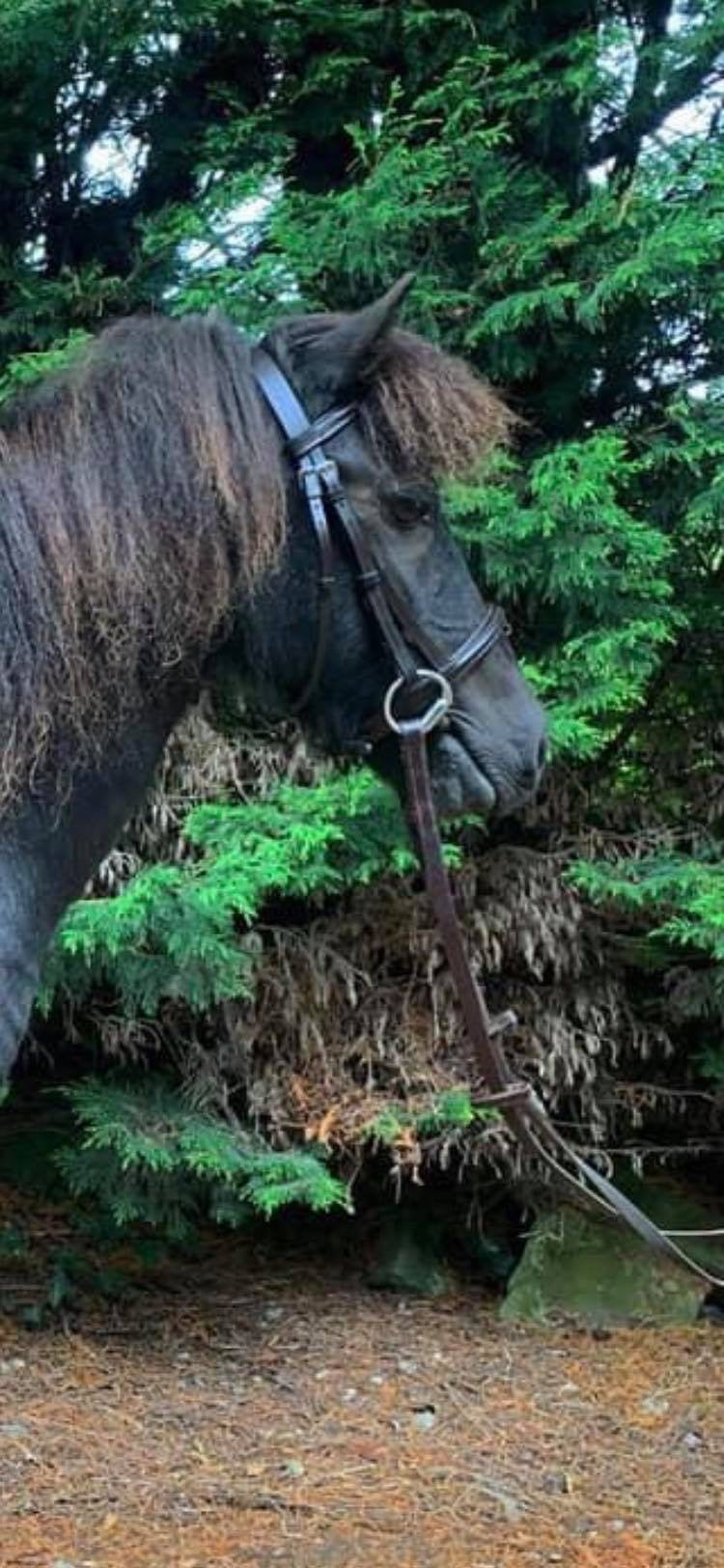 Dual Colour Webbing Bridle – Shetland, Small Pony, Cob – Synthetic & Washable By EQUIKITS